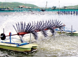 Hướng dẫn kỹ thuật nuôi tôm nước lợ thâm canh, bán thâm canh hạn chế dịch bệnh